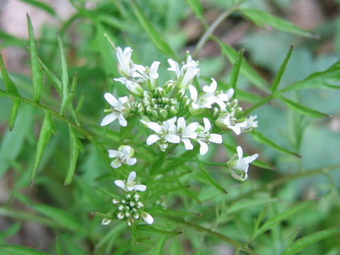 Cardamine impatiens