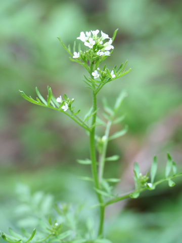 Cardamine impatiens