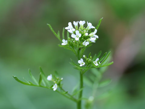 Cardamine impatiens