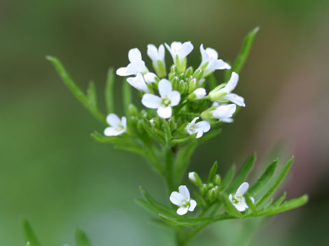 Cardamine impatiens