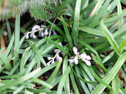 Ophiopogon japonicus