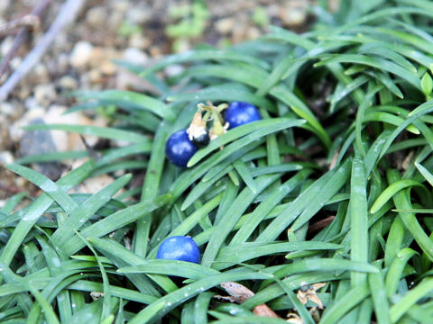 Ophiopogon japonicus