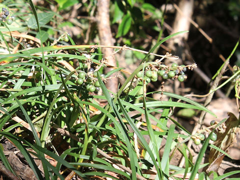 Ophiopogon japonicus