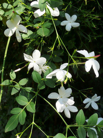 Jasminum officinale