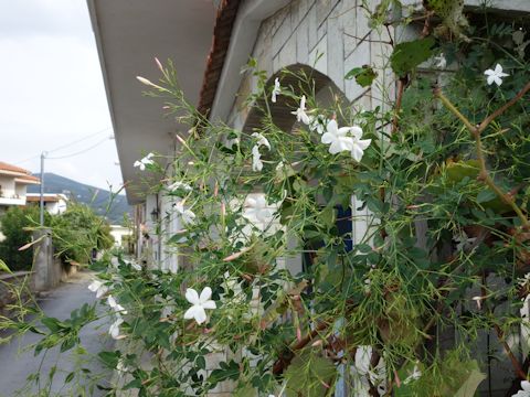 Jasminum officinale