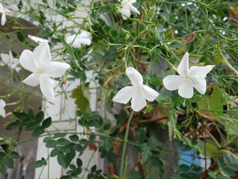 Jasminum officinale