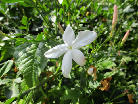 Jasminum officinale