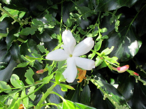 Jasminum officinale