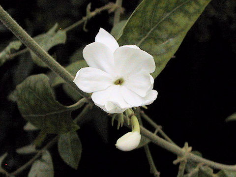 Jasminum grancillinum