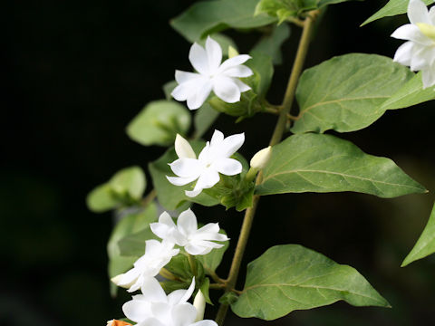 Jasminum grancillinum