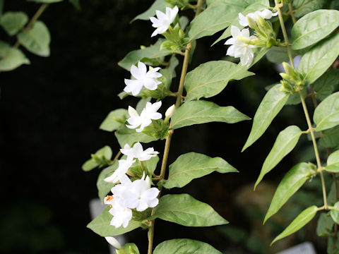 Jasminum grancillinum