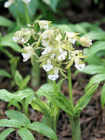 Calanthe discolor