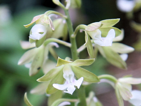 Calanthe discolor