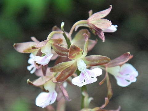 Calanthe discolor