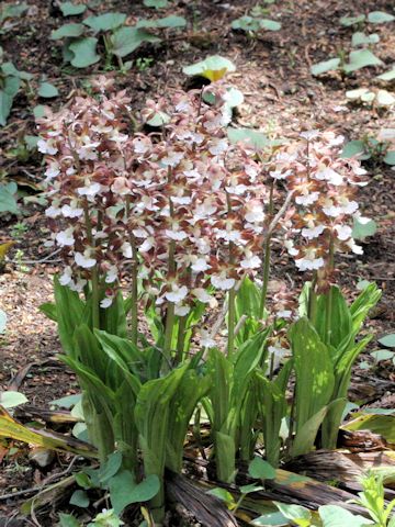 Calanthe discolor