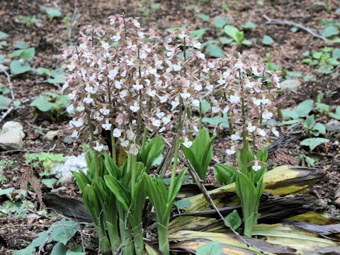 Calanthe discolor