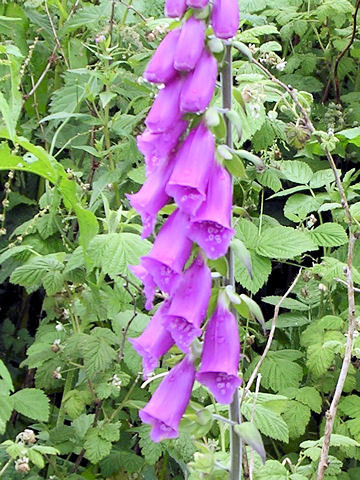 Digitalis purpurea