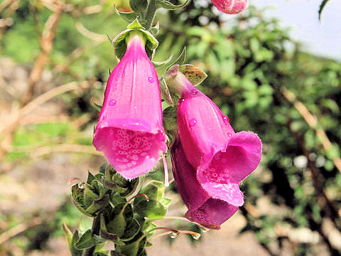 Digitalis purpurea