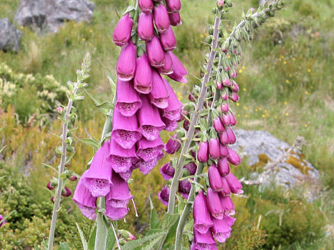 Digitalis purpurea