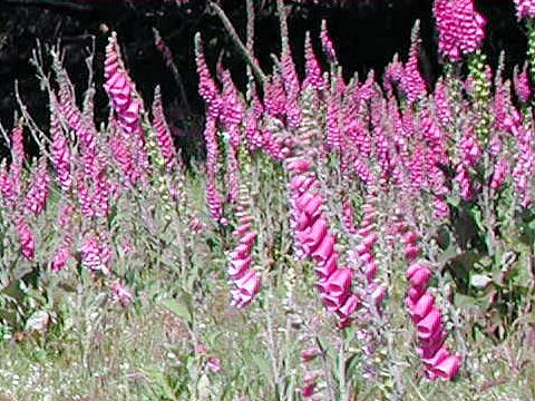 Digitalis purpurea