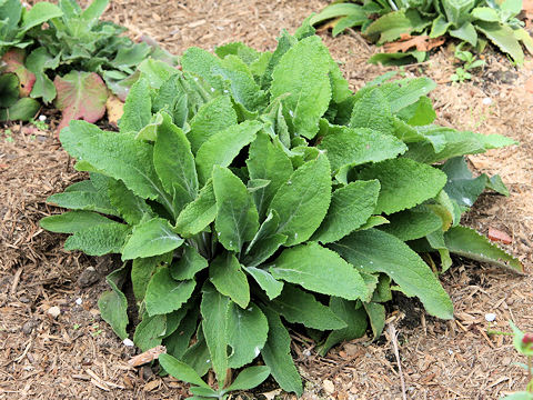 Digitalis purpurea