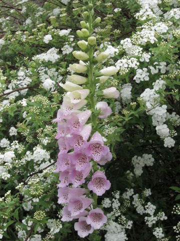 Digitalis purpurea