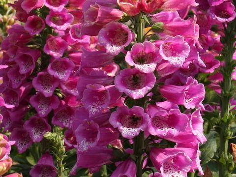 Digitalis purpurea