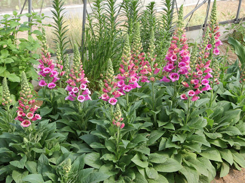 Digitalis purpurea