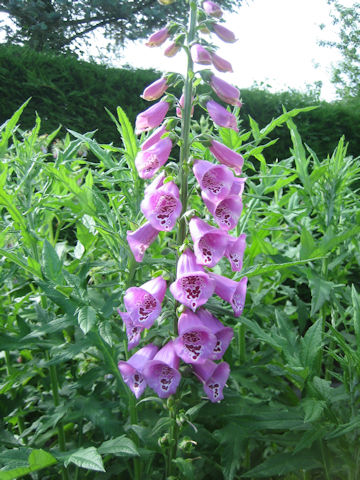 Digitalis purpurea