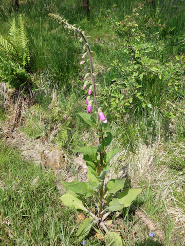 Digitalis purpurea