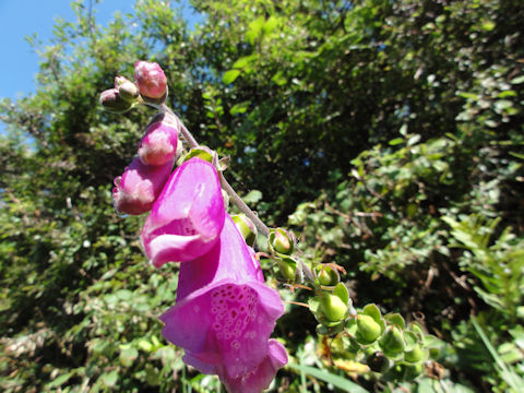 Digitalis purpurea