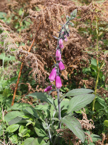 Digitalis purpurea