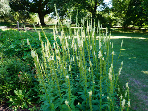 Digitalis purpurea