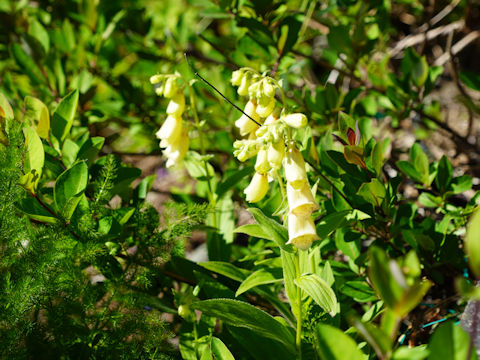 Digitalis purpurea