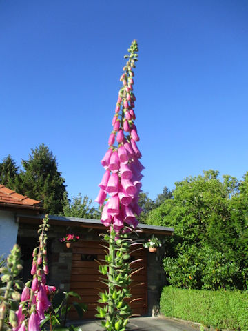 Digitalis purpurea