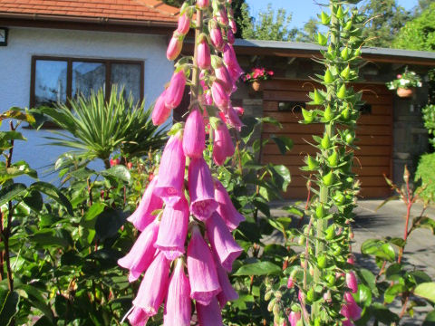 Digitalis purpurea