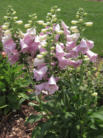 Digitalis purpurea