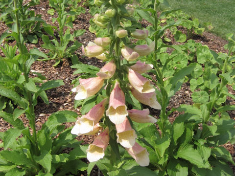 Digitalis purpurea