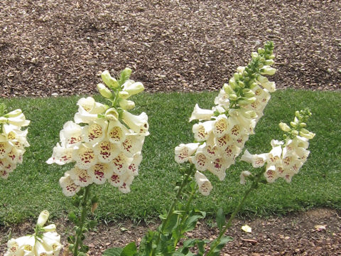 Digitalis purpurea