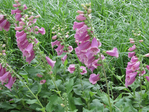 Digitalis purpurea