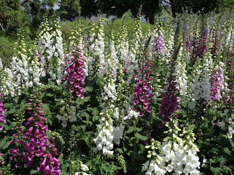 Digitalis purpurea