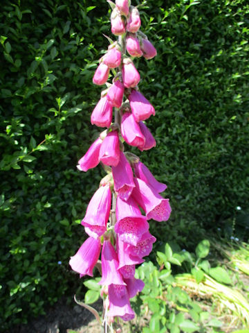 Digitalis purpurea