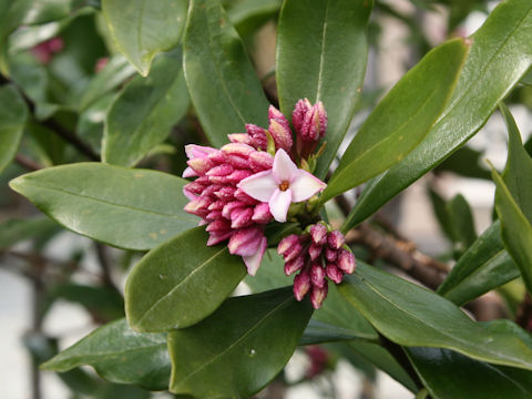 Daphne odora