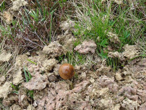 Panaeolus semiovatus