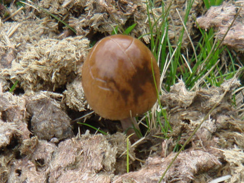 Panaeolus semiovatus