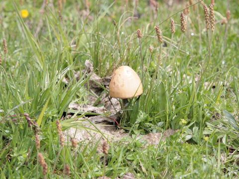 Panaeolus semiovatus