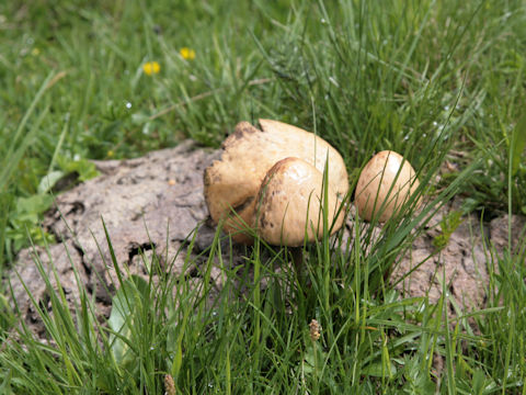 Panaeolus semiovatus