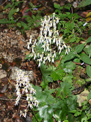 Saxifraga cortusaefolia