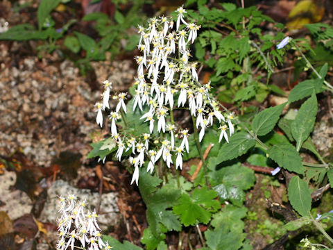 Saxifraga cortusaefolia