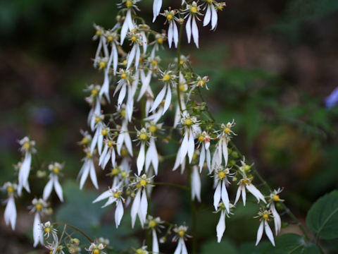 Saxifraga cortusaefolia